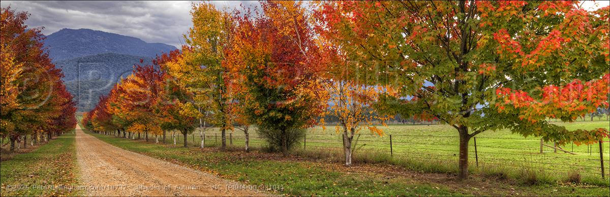 Peter Bellingham Photography Shades of Autumn - VIC (PBH4 00 33101)